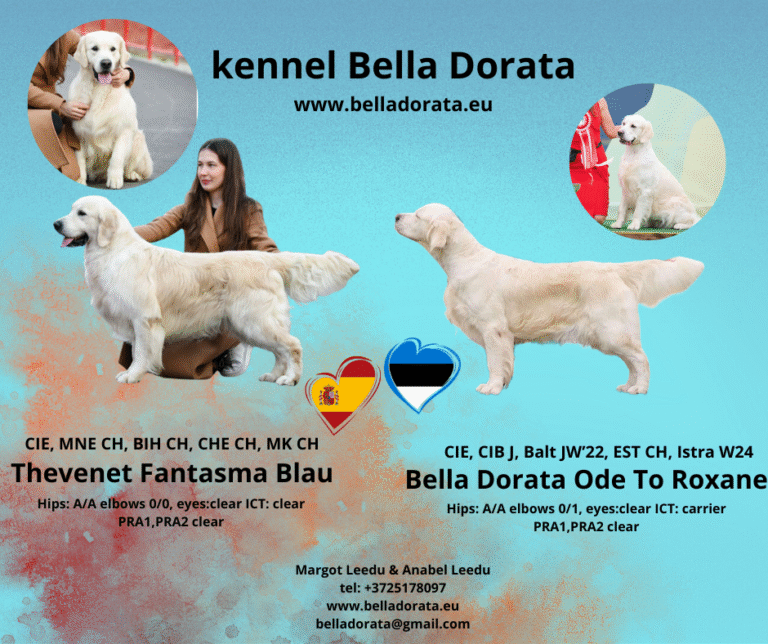 kuldse retriiveri kutsikad